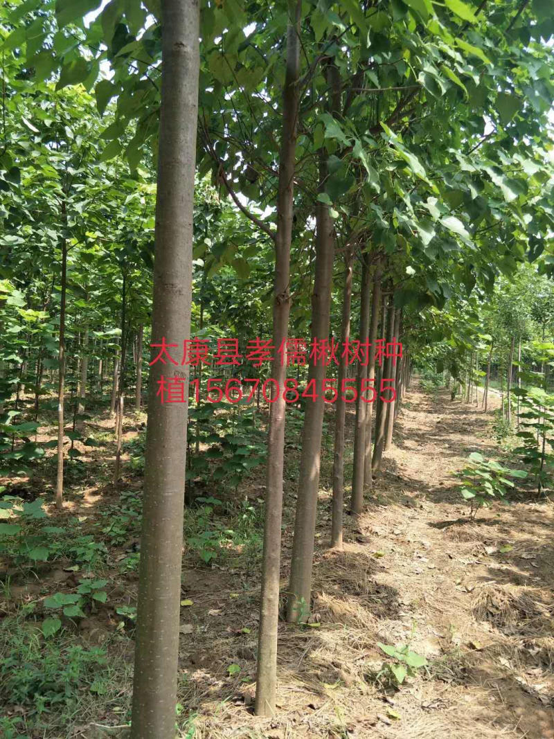 大量供应楸树，梓树，楸树小苗，梓树小苗