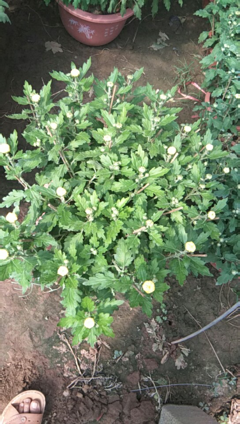 菊花，多色，带造型！炸酱草