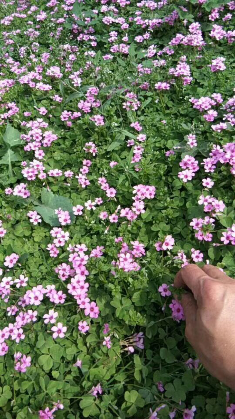 菊花，多色，带造型！炸酱草