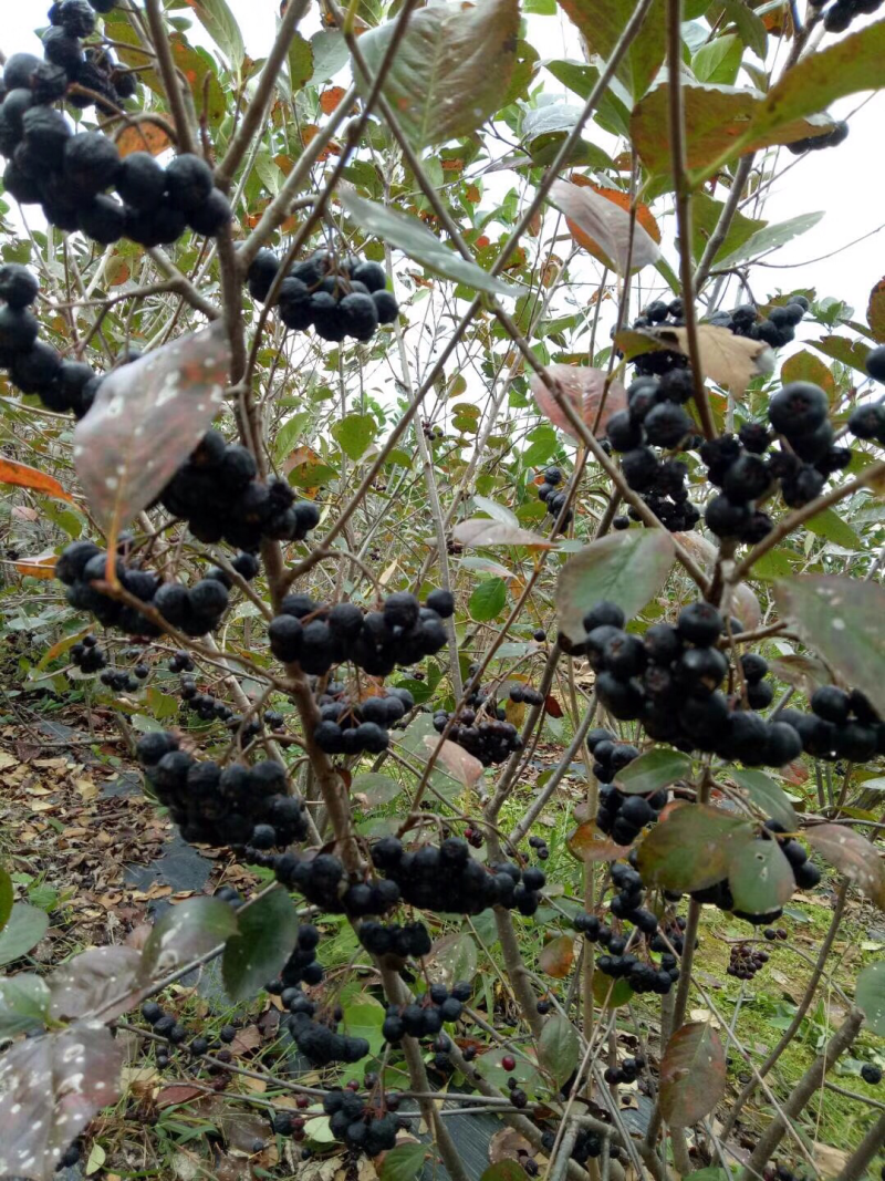 黑果花楸