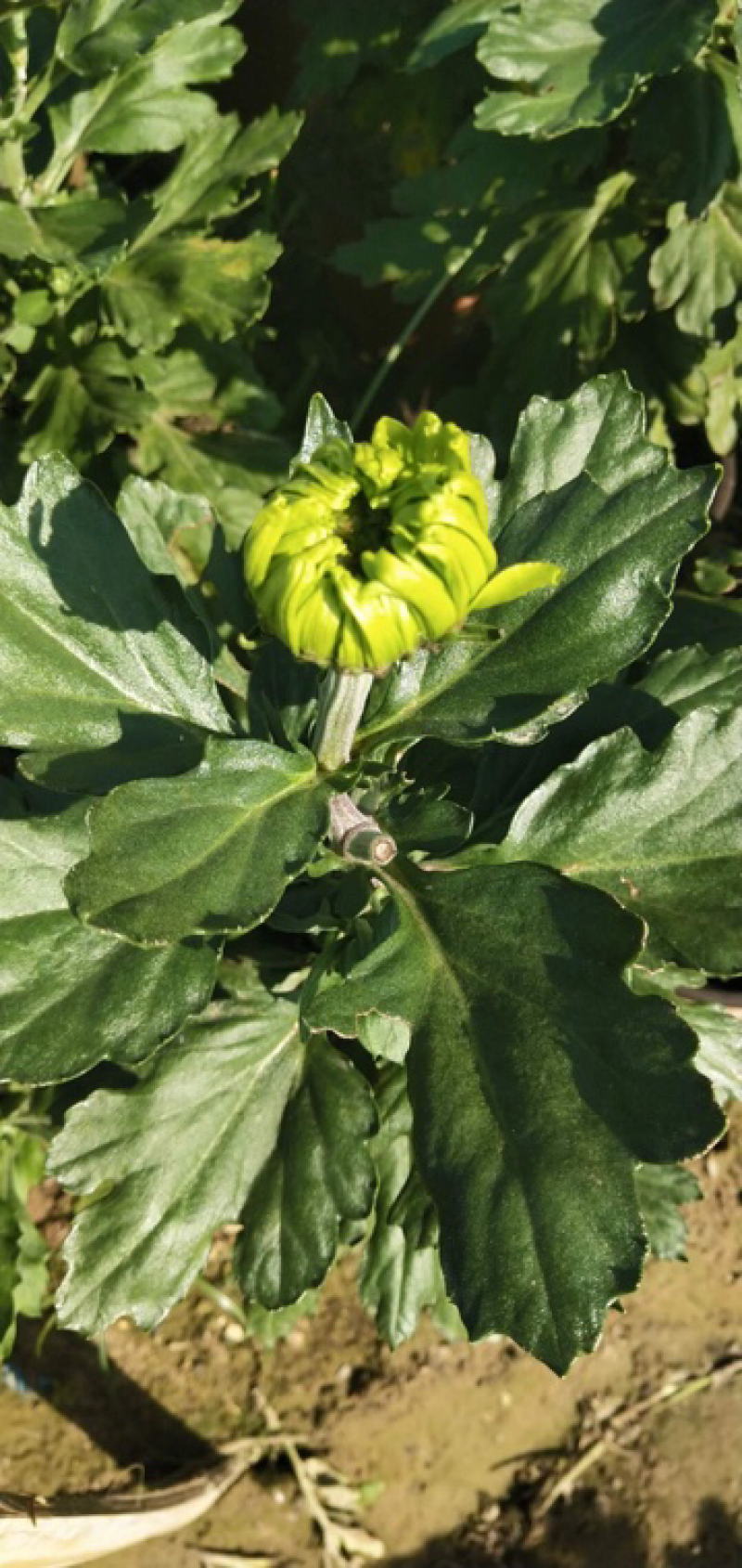 菊花苗