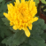 菊花苗
