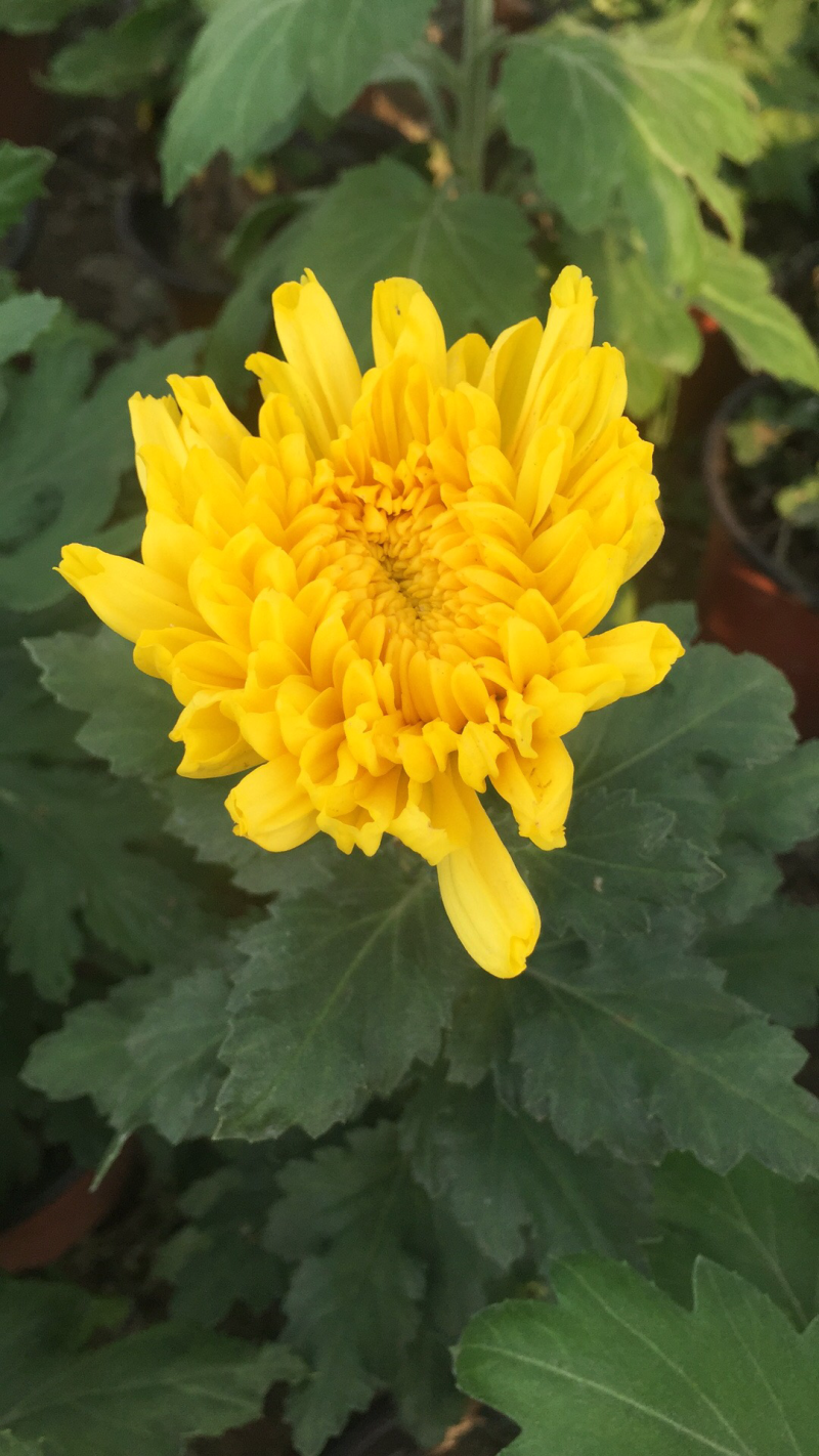 菊花苗