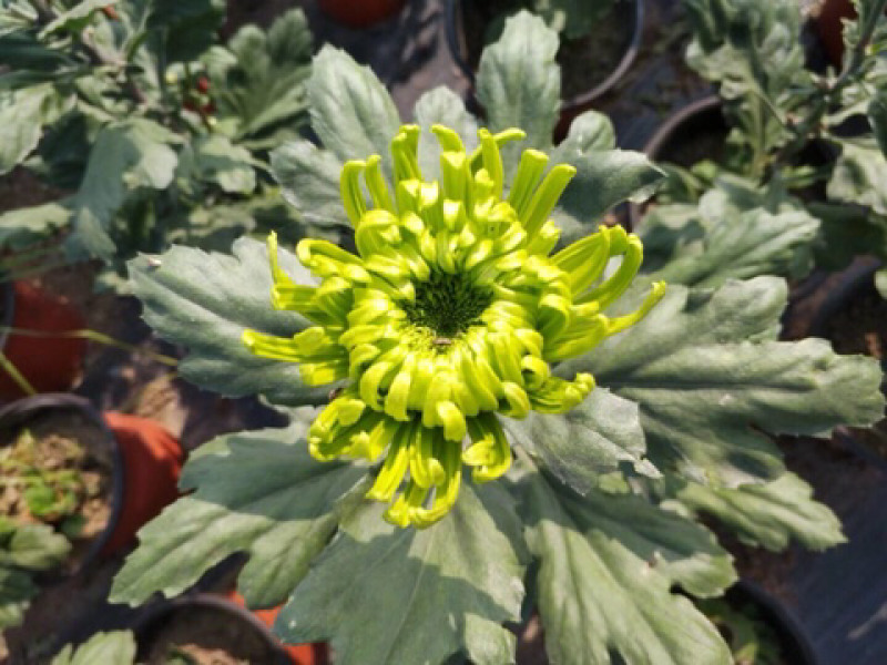 菊花苗