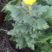 菊花苗
