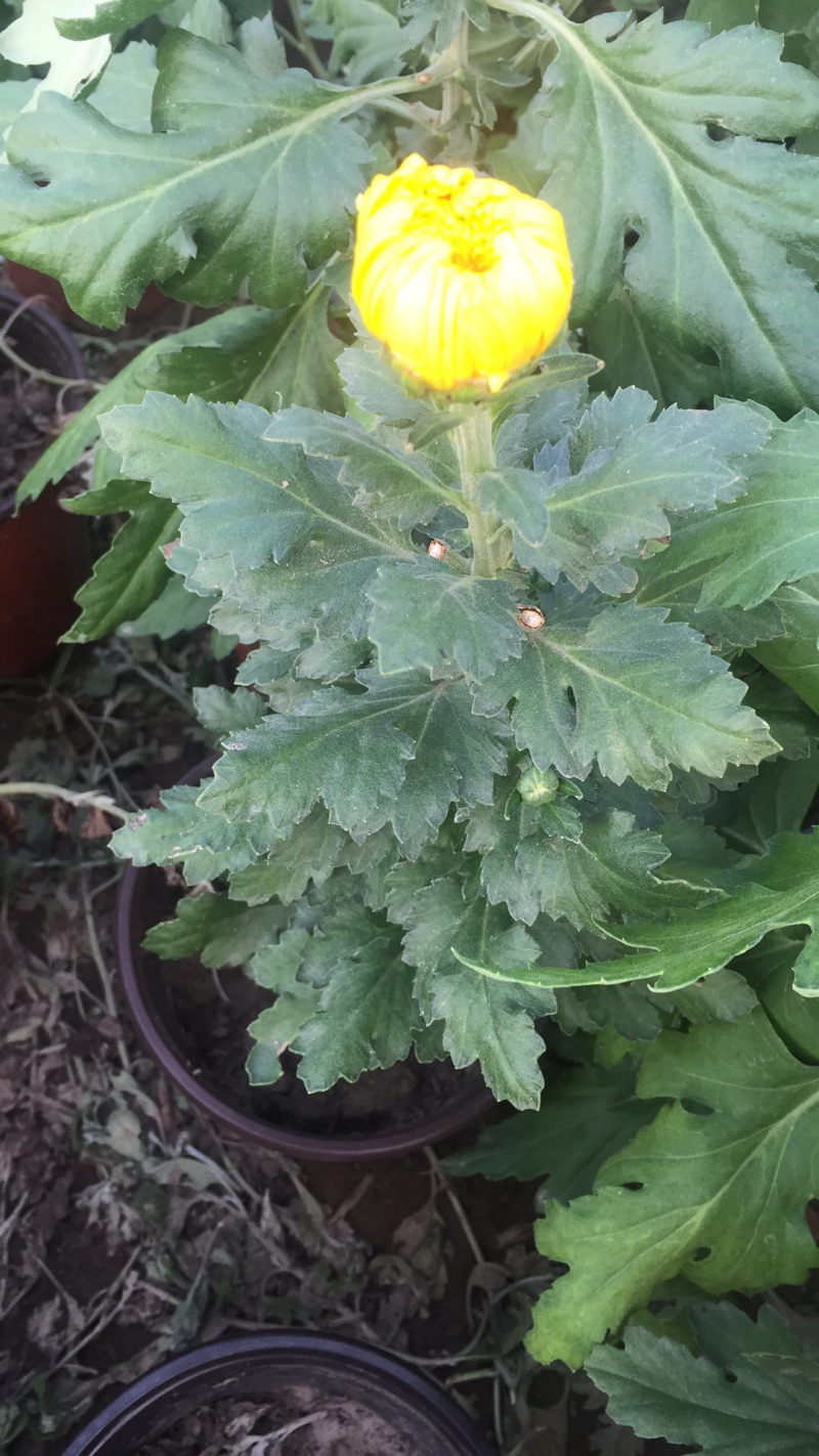 菊花苗
