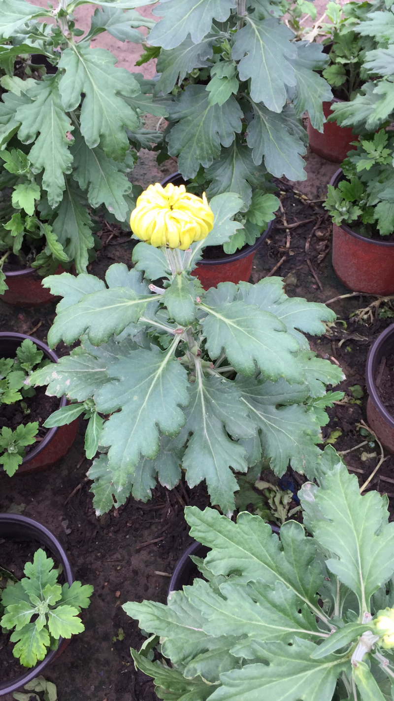 菊花苗