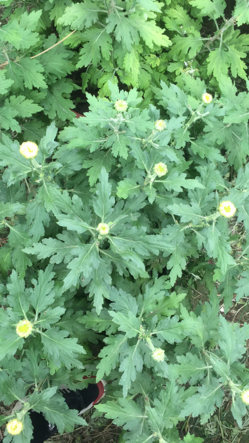 菊花苗