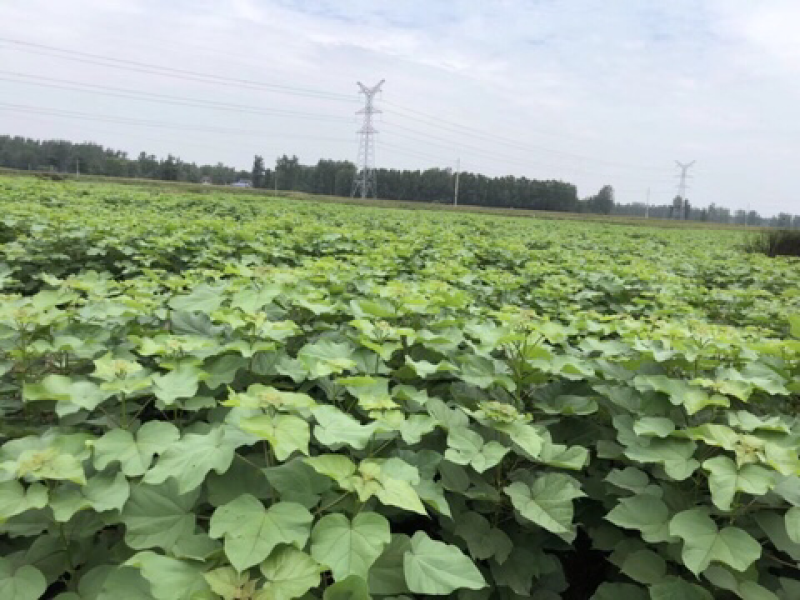 各种规格楸树，梓树，以及楸树小苗，梓树小苗