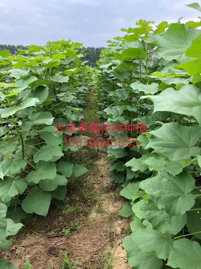 各种规格楸树，梓树，以及楸树小苗，梓树小苗