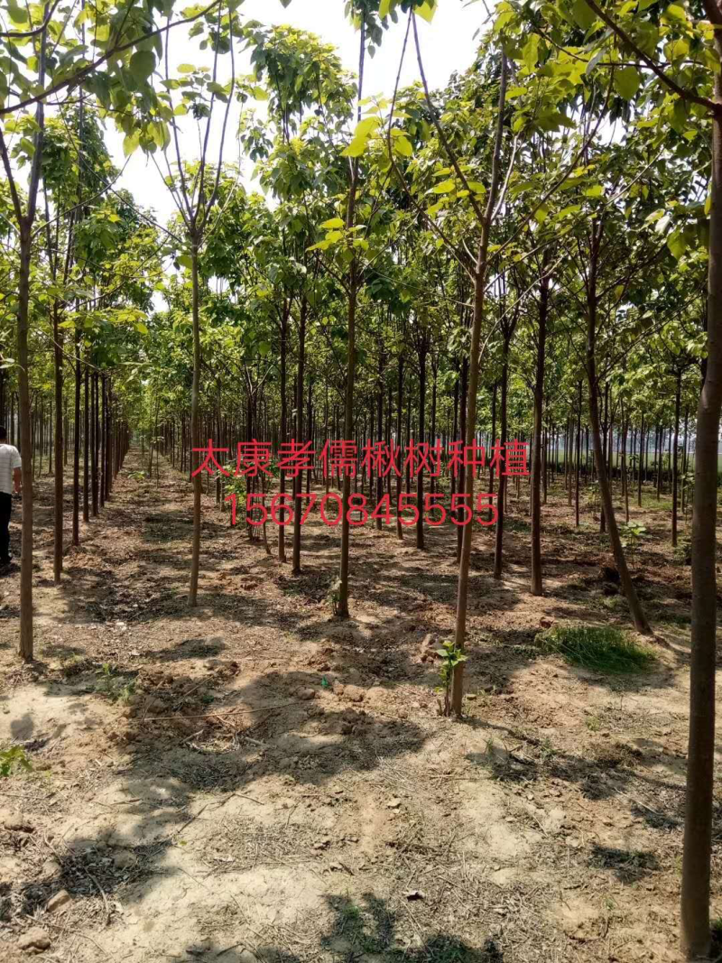 各种规格楸树，梓树，以及楸树小苗，梓树小苗