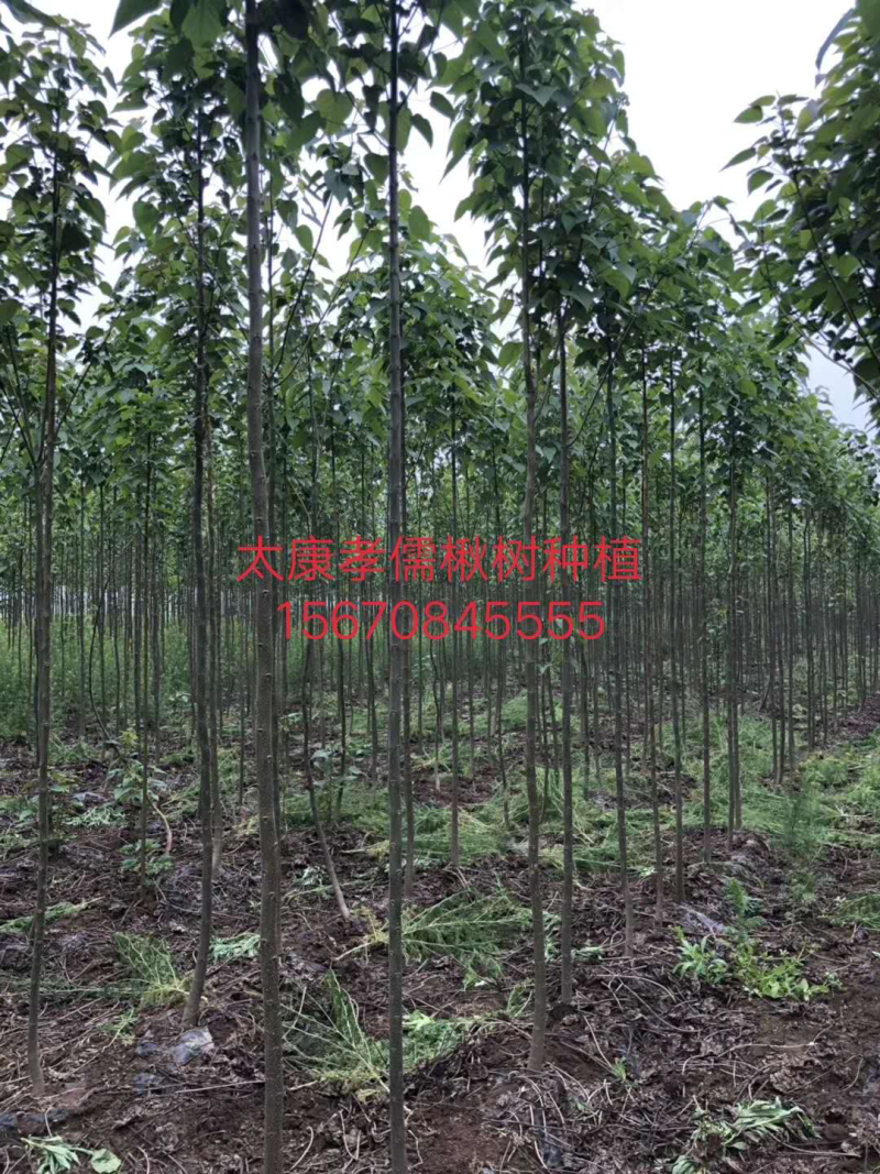 楸树