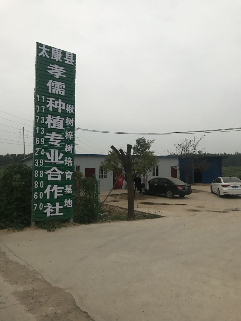 楸树