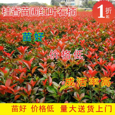 红叶石楠苗绿化苗木色块苗红叶石楠小苗10cm-200