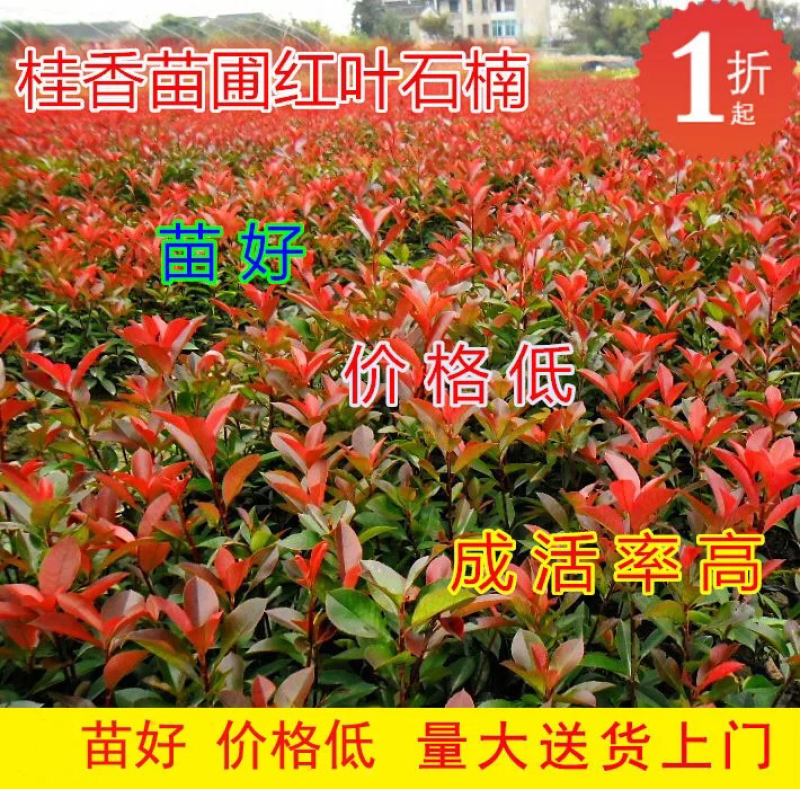 红叶石楠苗绿化苗木色块苗红叶石楠小苗10cm-200