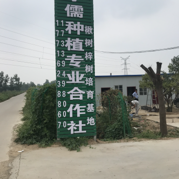 楸树