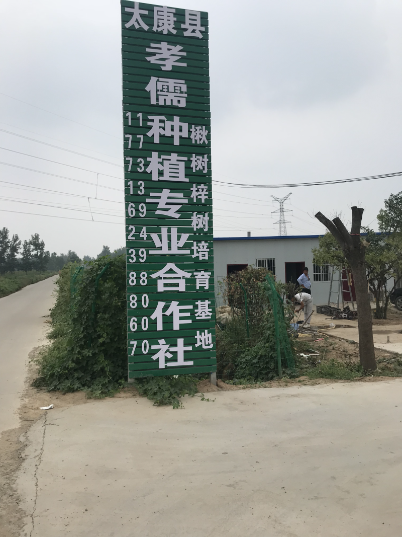 楸树