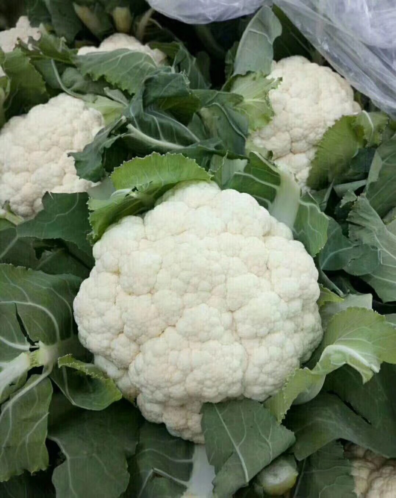 菠菜香菜菜花甘蓝
