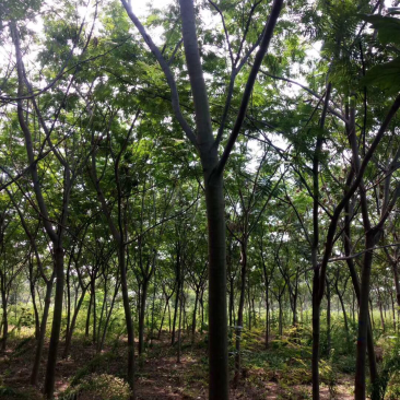 合欢