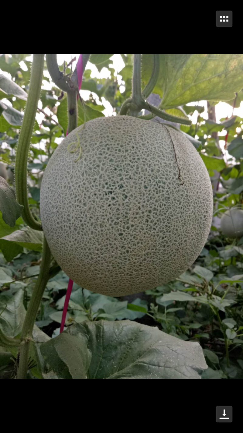 西州蜜西瓜甜瓜全面上市，