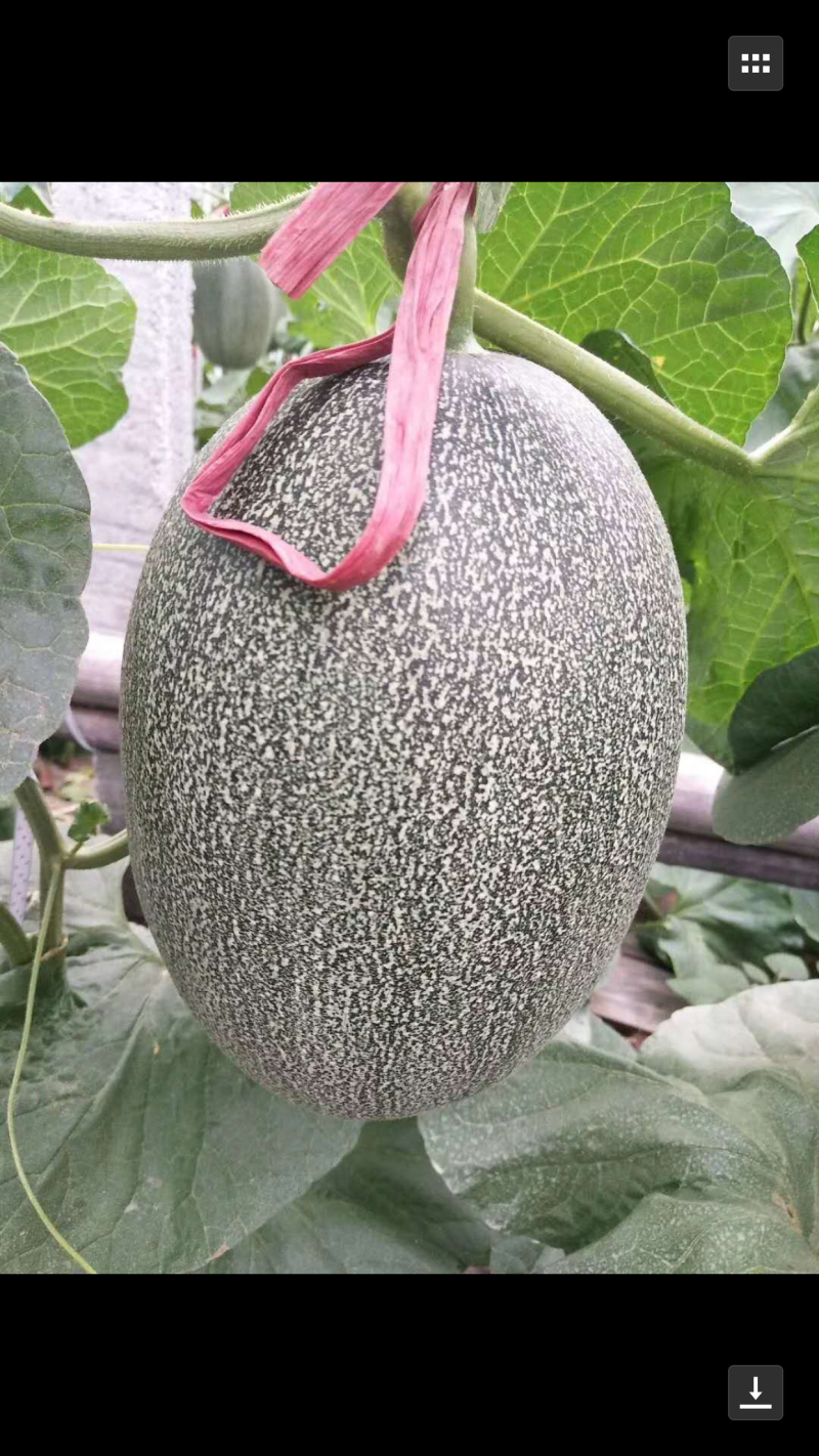 西州蜜西瓜甜瓜全面上市，