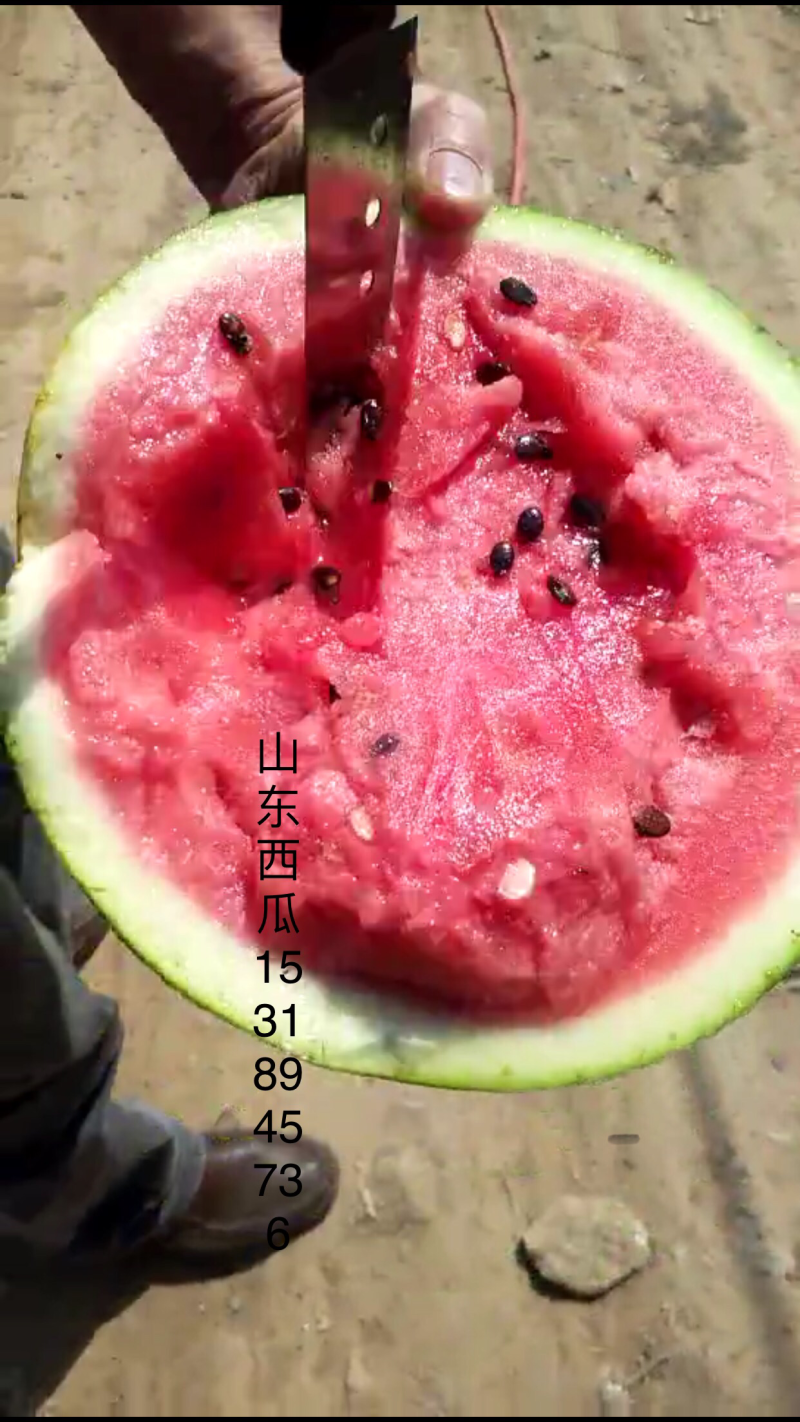 西州蜜西瓜甜瓜全面上市，