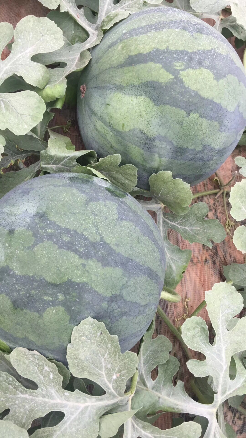 西州蜜西瓜甜瓜全面上市，