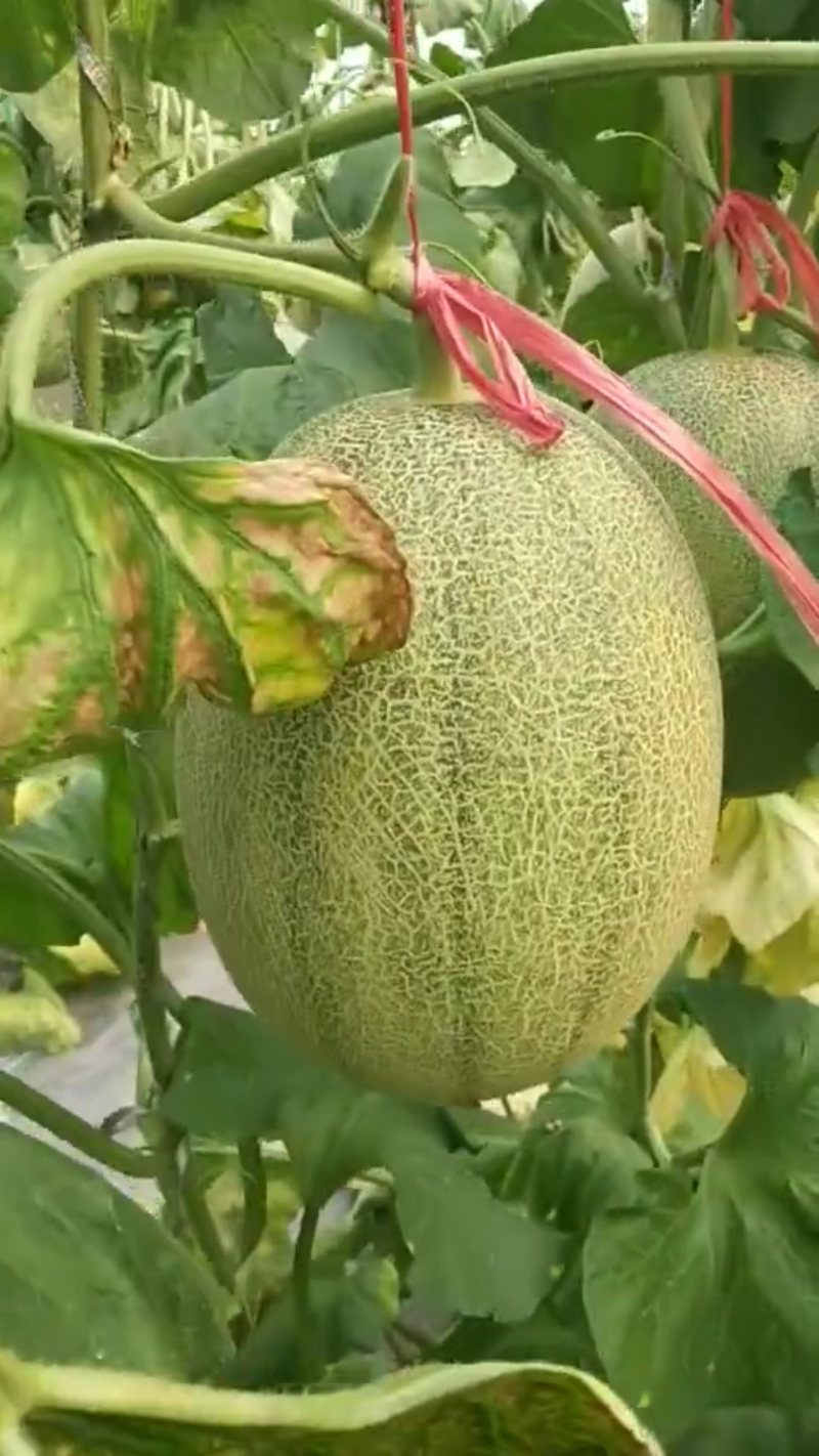 西州蜜西瓜甜瓜全面上市，
