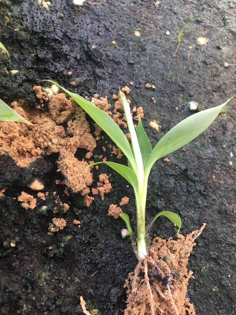苹果粉蕉苗高州育苗基地