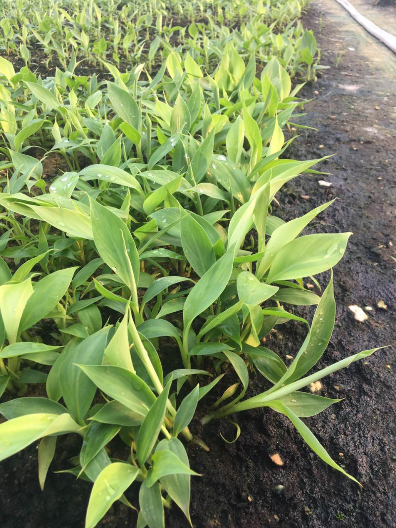 苹果粉蕉苗高州育苗基地
