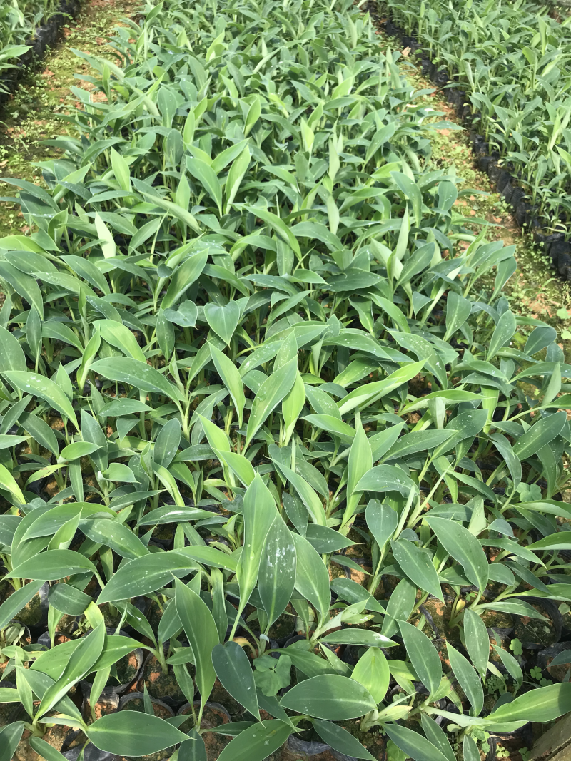 苹果粉蕉苗高州育苗基地