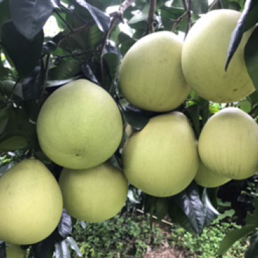 红肉蜜柚现可上市，山间种植红心柚1.8斤以上