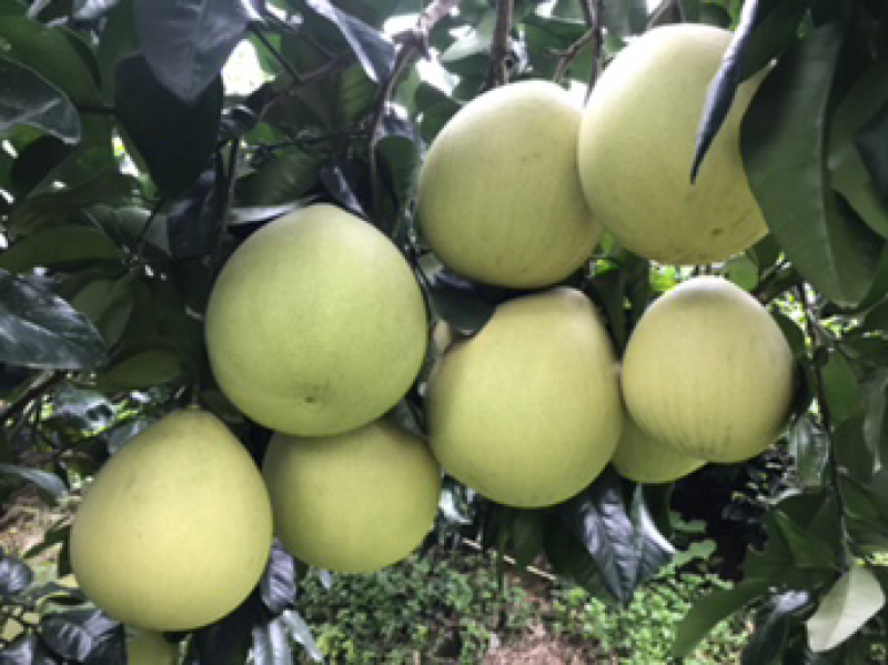 红肉蜜柚现可上市，山间种植红心柚1.8斤以上