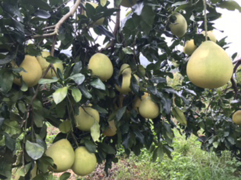 红肉蜜柚现可上市，山间种植红心柚1.8斤以上