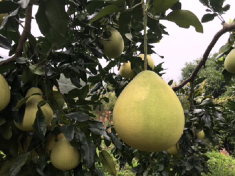 红肉蜜柚现可上市，山间种植红心柚1.8斤以上