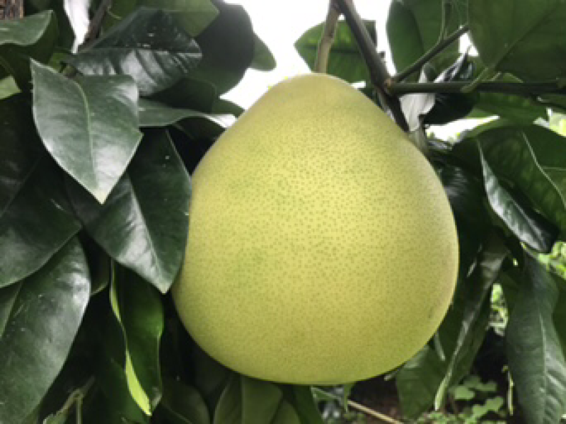 红肉蜜柚现可上市，山间种植红心柚1.8斤以上