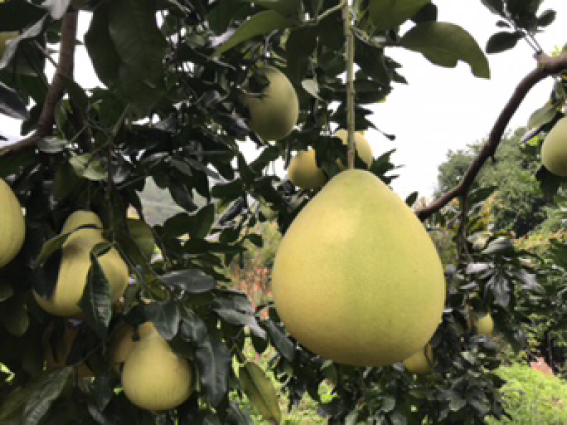 红肉蜜柚现可上市，山间种植红心柚1.8斤以上