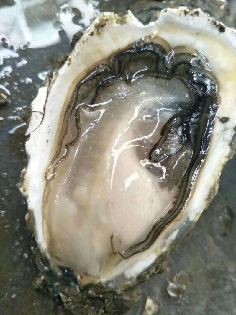 生蚝