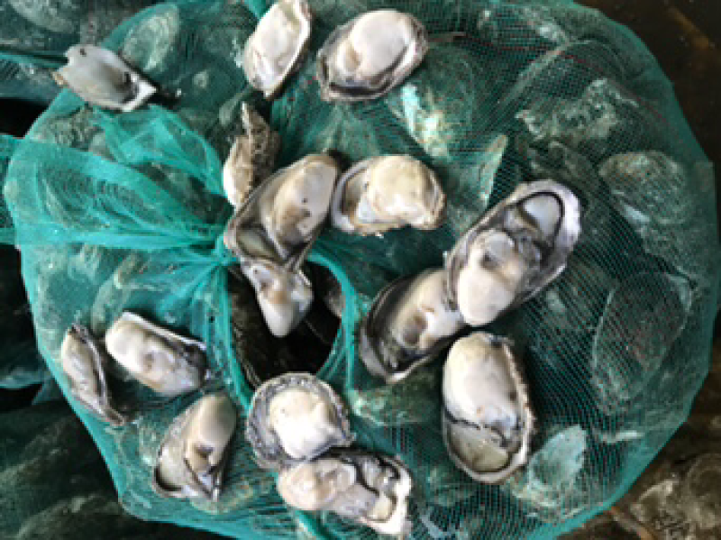 海蛎（中）
