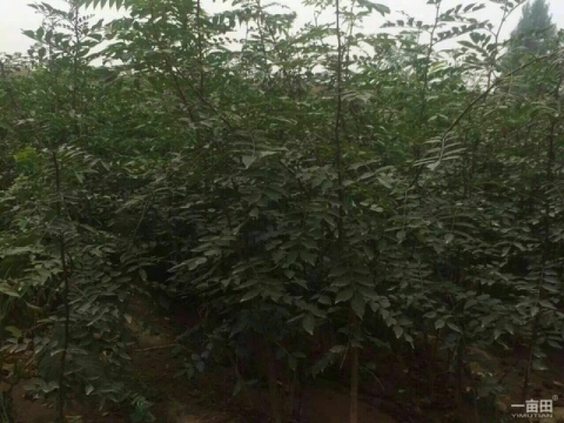 正宗甘肃元龙高产大红袍狮子头花椒苗