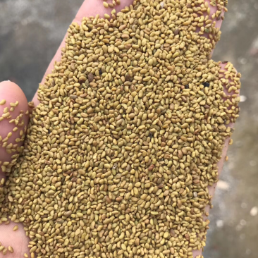 产地直销紫花苜蓿,质量保证,价格美丽