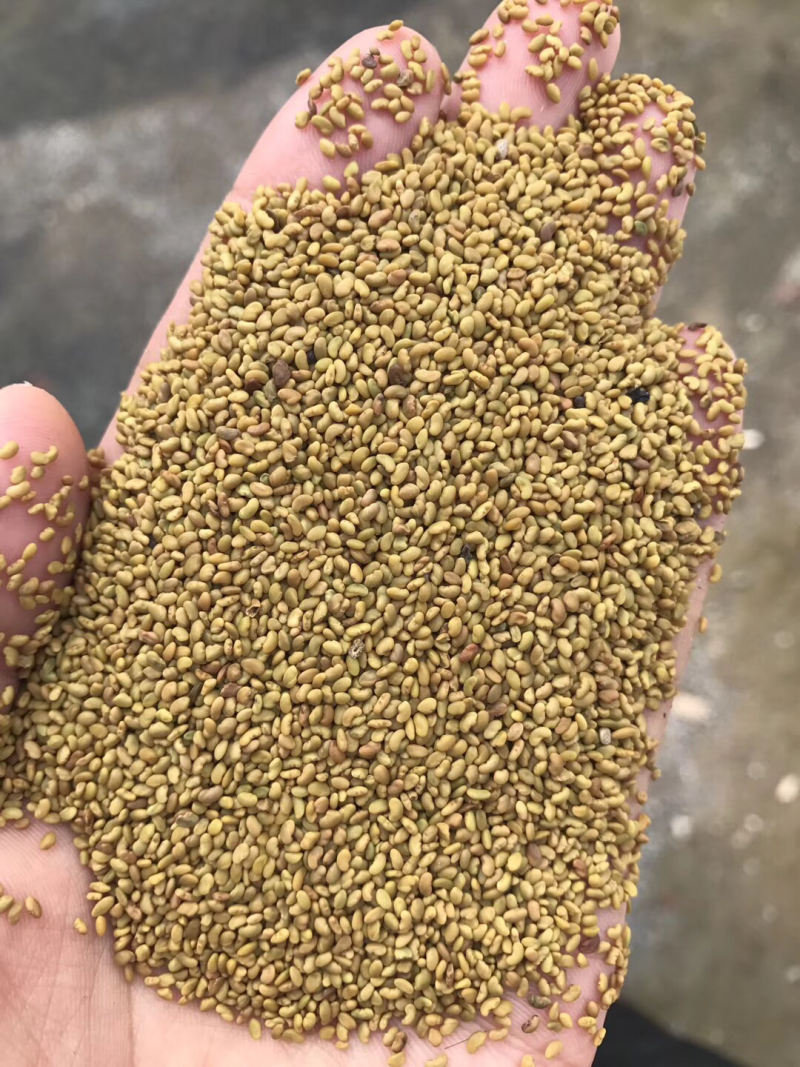 产地直销紫花苜蓿，质量保证，价格美丽
