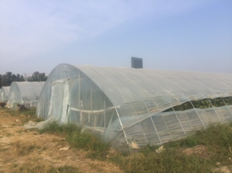 出售沙土地精品吊瓜