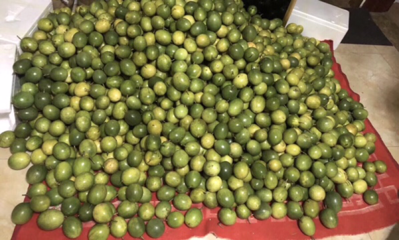 黄金百香果大果