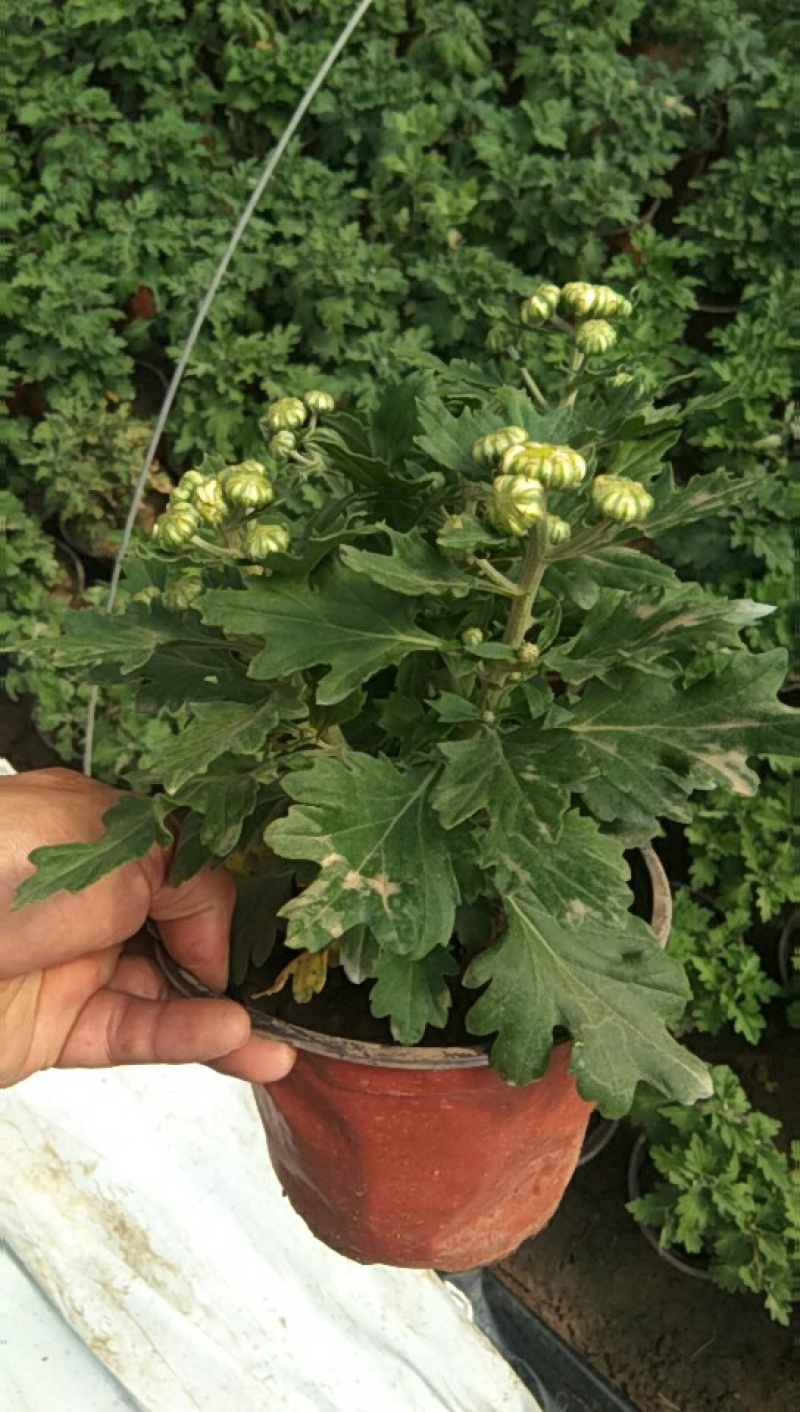 菊花，