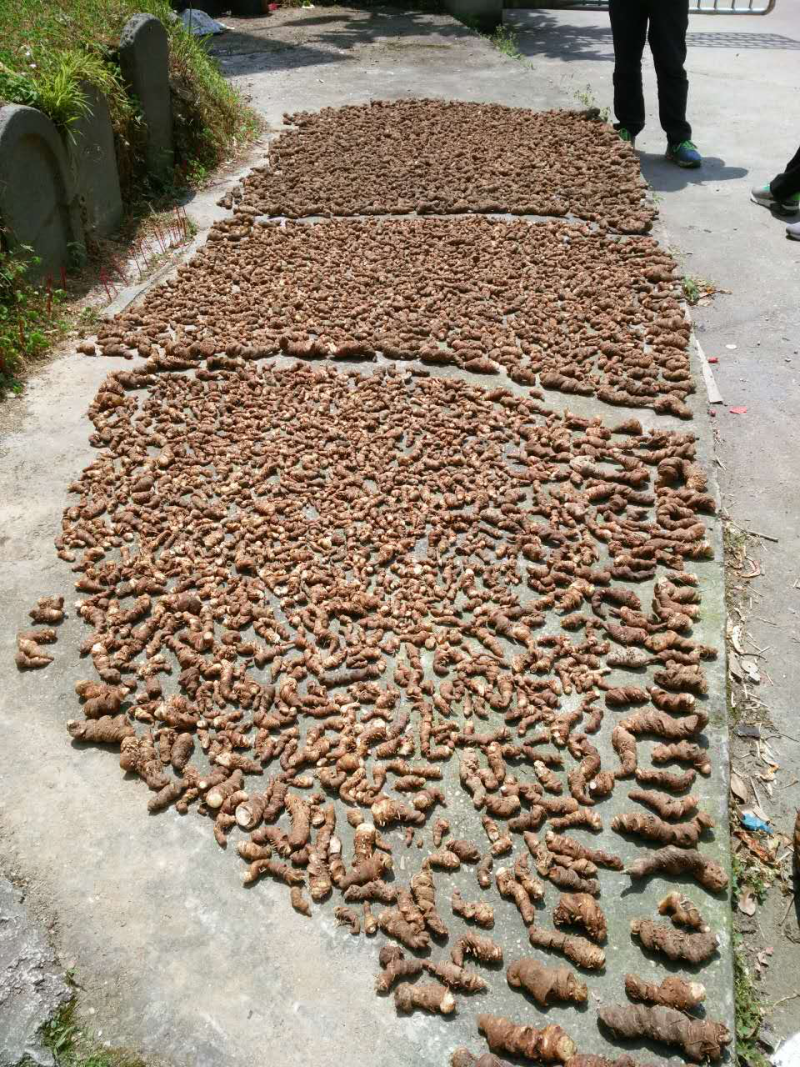 野生重楼干货贵州产地
