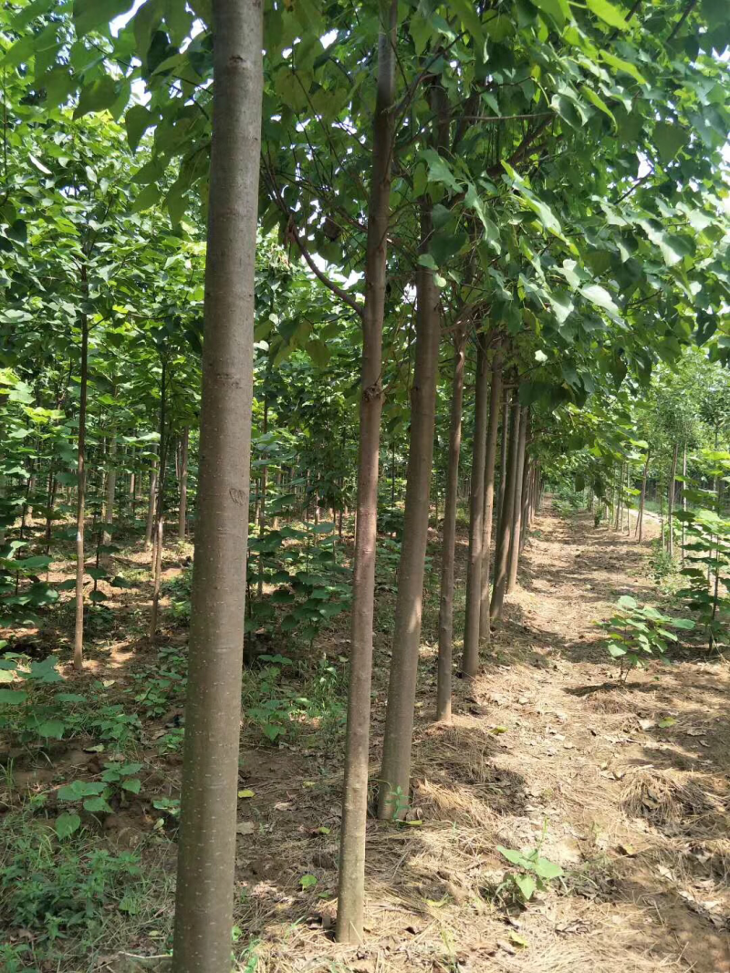 楸树树木