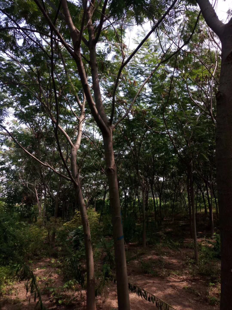 合欢