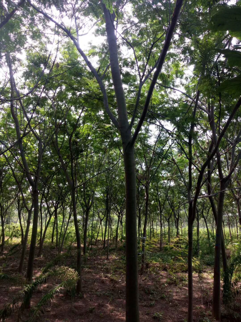 合欢