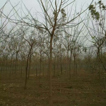 合欢8~10cm